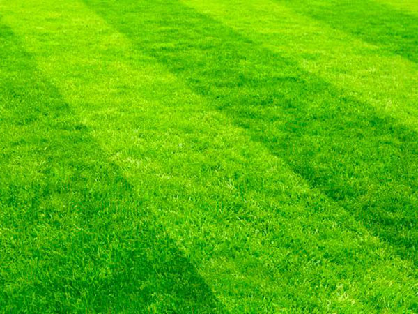 Soft Landscaping
